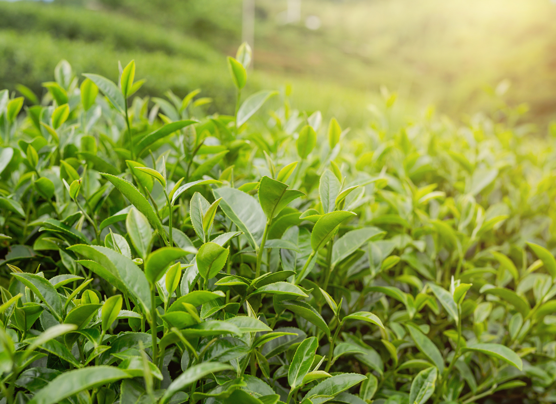 Sustainable Tea: How The Wonder Leaf Brews with the Planet in Mind